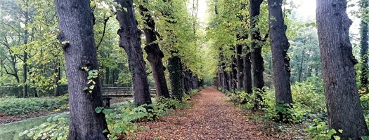 Boslaan Met Bomen