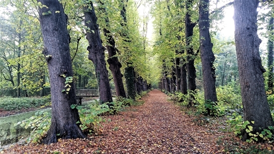 Boslaan Met Bomen