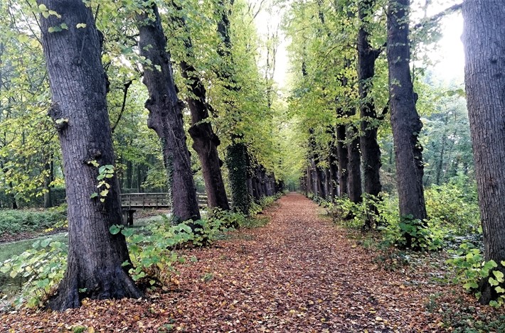 Boslaan Met Bomen