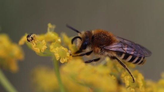 Faunax Schorbij