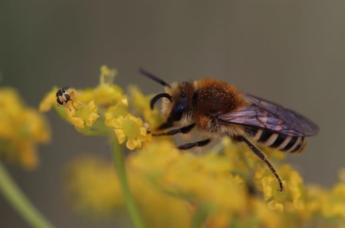 Faunax Schorbij