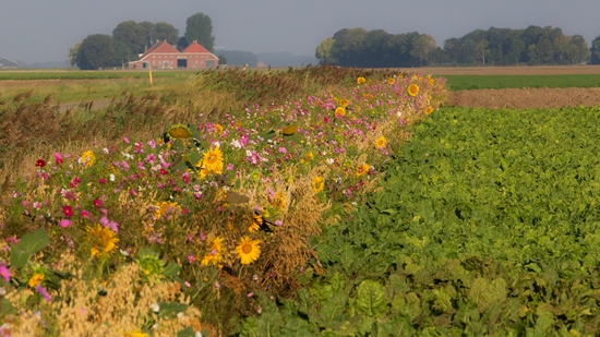 Akkerranden (1)