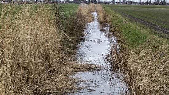 Begroeide Wijk