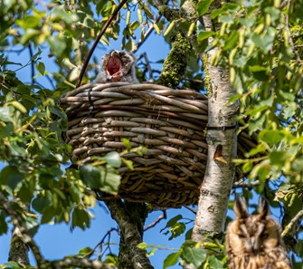 nest met jong