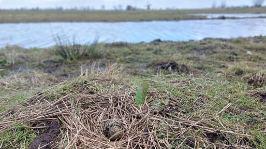 Eerste Kievitsei Provincie Groningen Landschapsbeheer Groningen