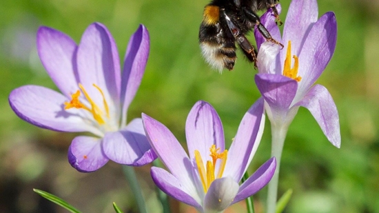 hommel en krokus