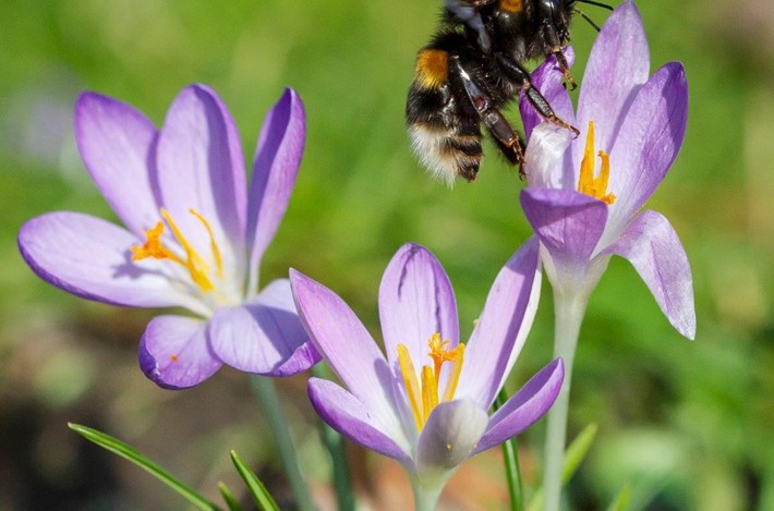 hommel en krokus